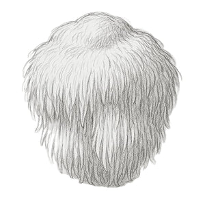 Lion's Mane Mushroom