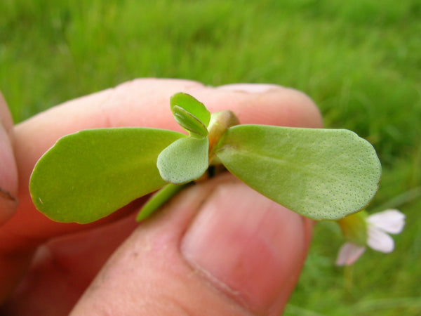 Bacopa Monnieri : Adaptogenic Herb