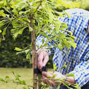 Ginkgo Biloba : Flavonoid-Rich Herb