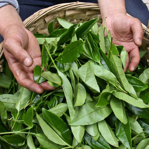 L-Theanine: Green Tea's Amino Acid