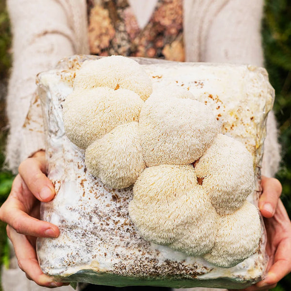 Lion’s Mane Mushroom: The 'Smart Mushroom'