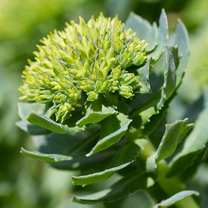 Rhodiola Rosea : Compound-Rich Herb